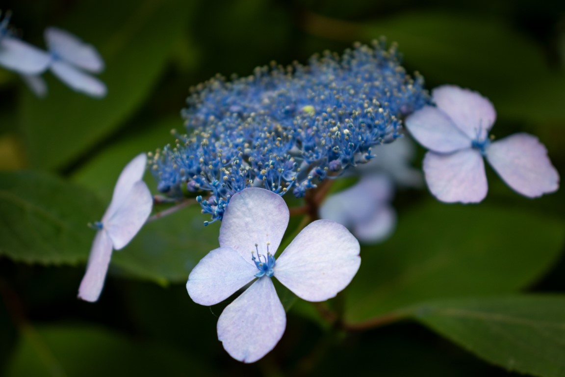 picture of Blue Flower Star