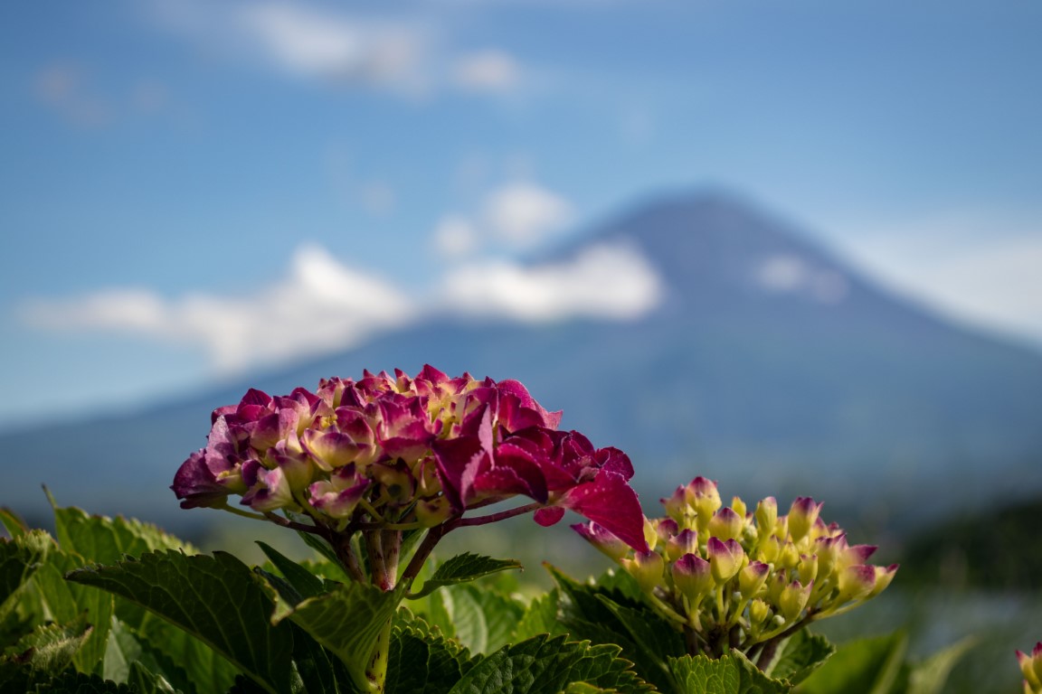 picture of Blossom of Fuji