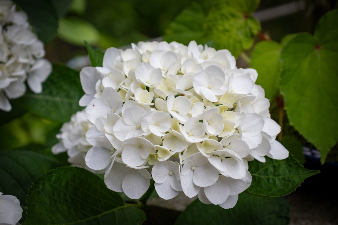 picture of Pale White Flower