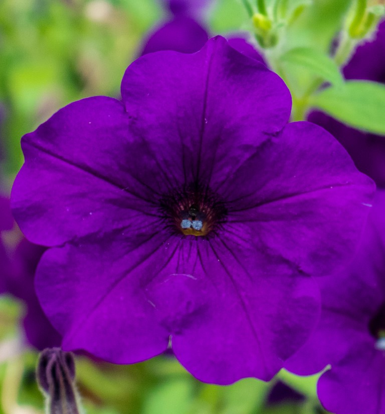 picture of Purple Bloom